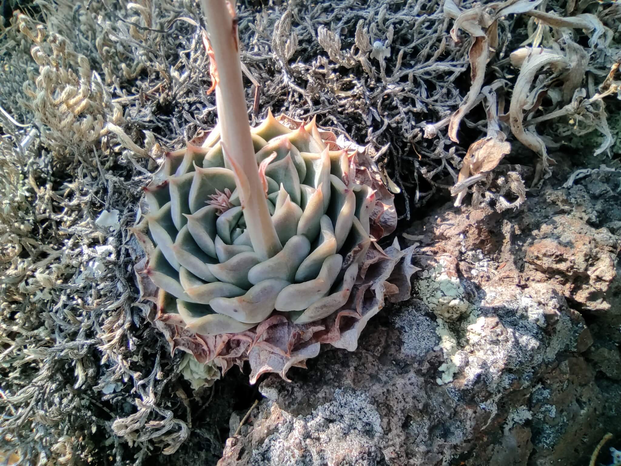 Echeveria hyalina